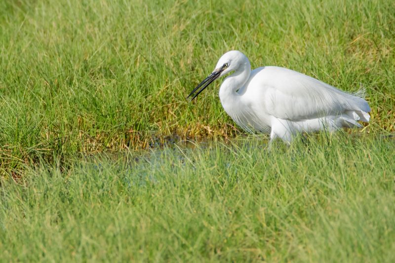 Aigrette garzette
